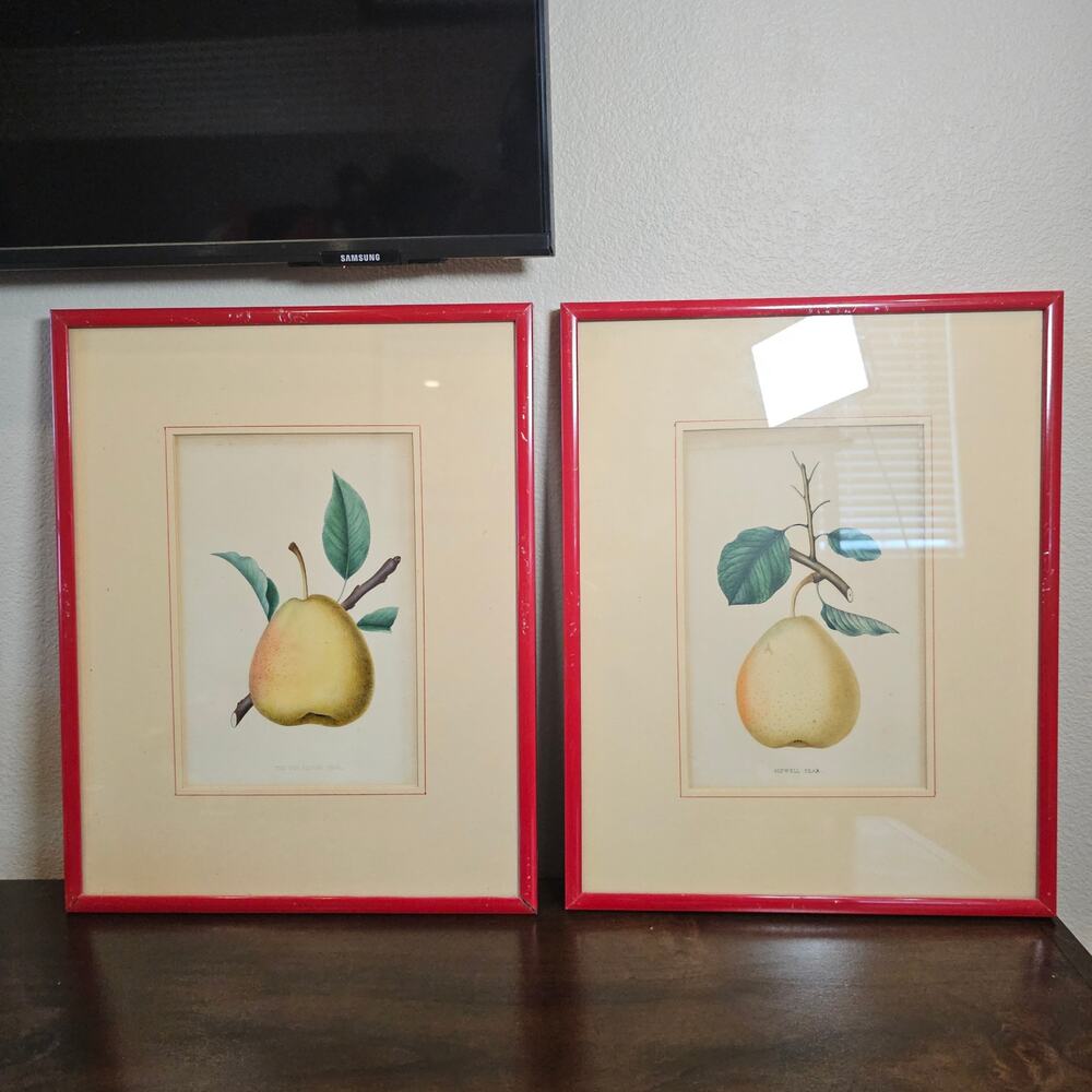 Vintage Botanical Pear Fruit Print Art